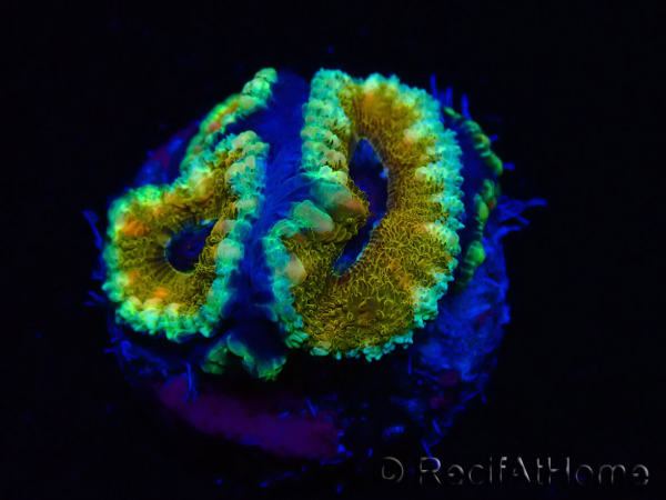WYSIWYG Micromussa lordhowensis (ehemals Acanthastrea) 6D4