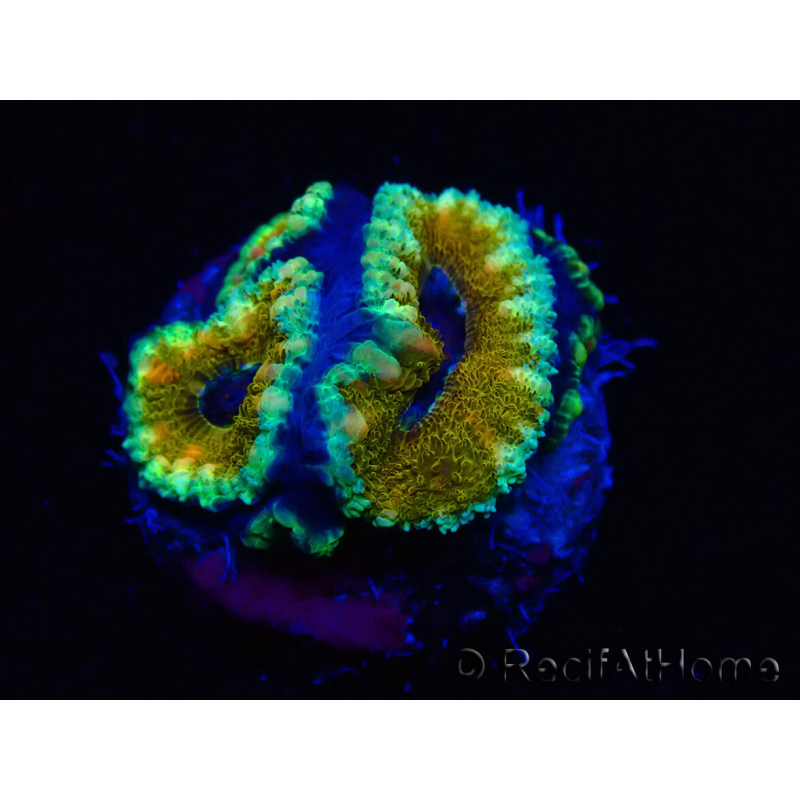 WYSIWYG Micromussa lordhowensis (ex Acanthastrea) 6D4