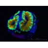 WYSIWYG Micromussa lordhowensis (ehemals Acanthastrea) 6D4