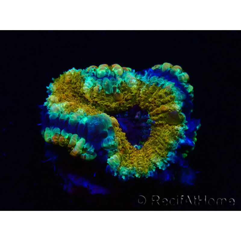 WYSIWYG Micromussa lordhowensis (anteriormente Acanthastrea) 6D5