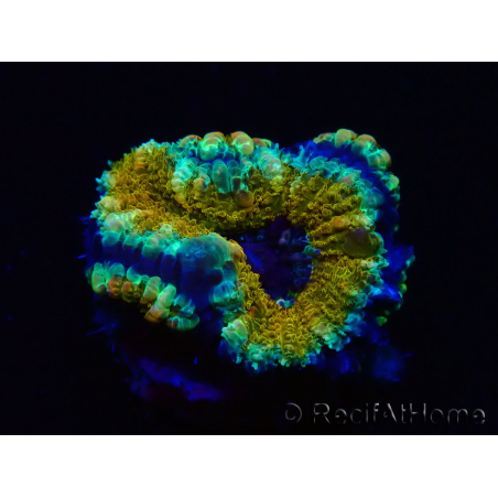 WYSIWYG Micromussa lordhowensis (ex Acanthastrea)6D5