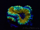 WYSIWYG Micromussa lordhowensis (formerly Acanthastrea)6D5