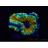 WYSIWYG Micromussa lordhowensis (ex Acanthastrea)6D5