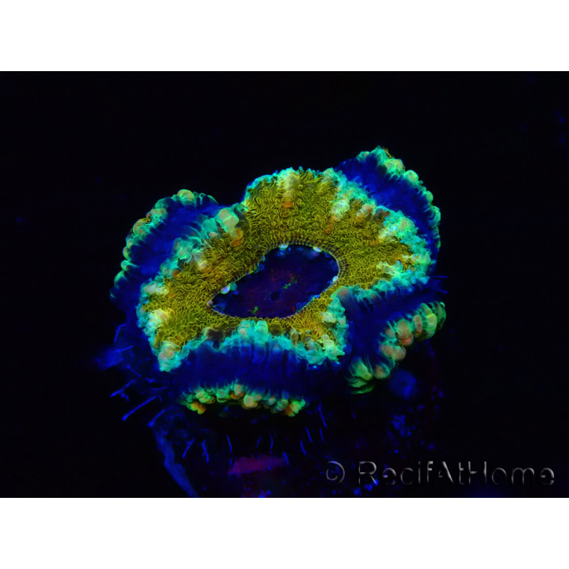 WYSIWYG Micromussa lordhowensis (anteriormente Acanthastrea) 6D6
