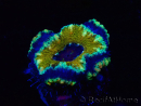 WYSIWYG Micromussa lordhowensis (ex Acanthastrea) 6D6