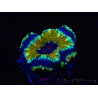 WYSIWYG Micromussa lordhowensis (ehemals Acanthastrea) 6D6