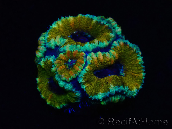 WYSIWYG Micromussa lordhowensis (ex Acanthastrea) 6D7