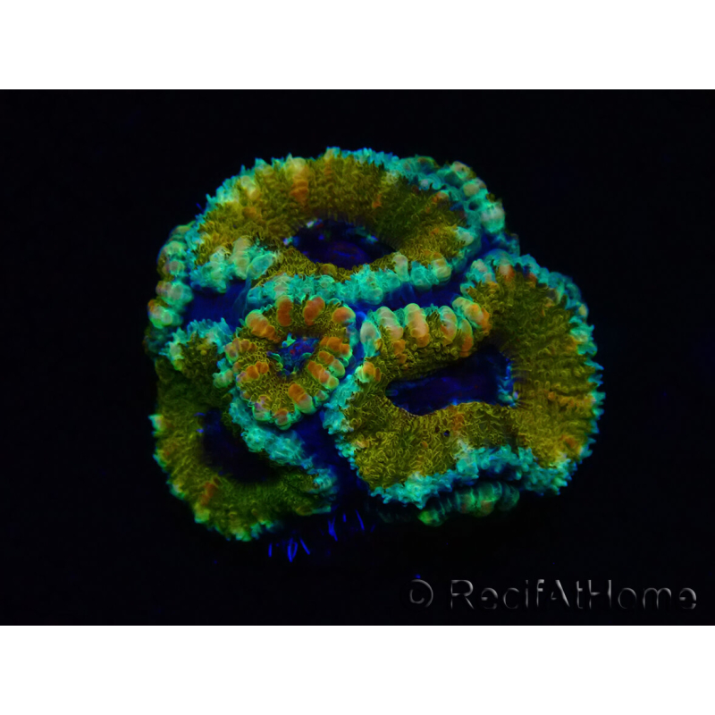 WYSIWYG Micromussa lordhowensis (formerly Acanthastrea) 6D7