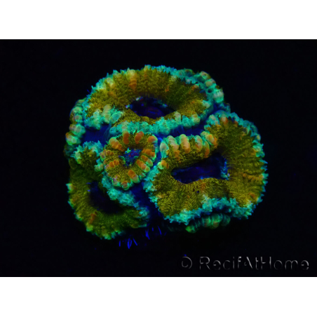 WYSIWYG Micromussa lordhowensis (ex Acanthastrea) 6D7