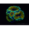 WYSIWYG Micromussa lordhowensis (ex Acanthastrea) 6D7