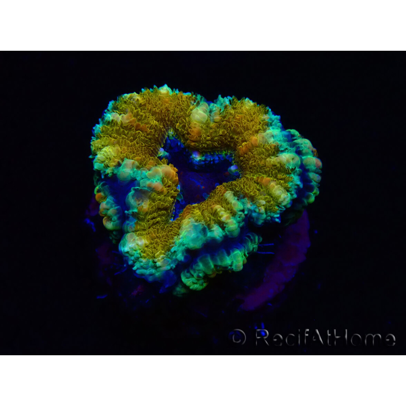WYSIWYG Micromussa lordhowensis (ehemals Acanthastrea) 6D8