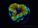 WYSIWYG Micromussa lordhowensis (ex Acanthastrea) 6D8