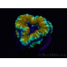 WYSIWYG Micromussa lordhowensis (ehemals Acanthastrea) 6D8