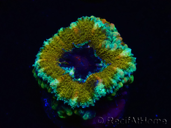 WYSIWYG Micromussa lordhowensis (ehemals Acanthastrea) 6K