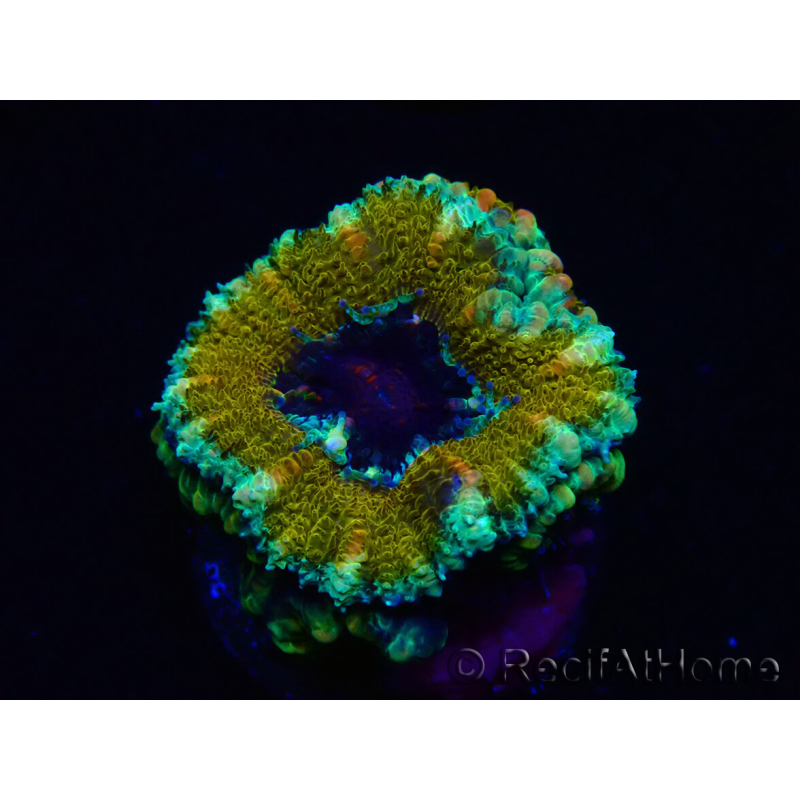 WYSIWYG Micromussa lordhowensis (ex Acanthastrea) 6D9