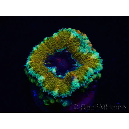 WYSIWYG Micromussa lordhowensis (formerly Acanthastrea) 6K