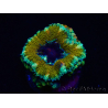 WYSIWYG Micromussa lordhowensis (ex Acanthastrea) 6D9