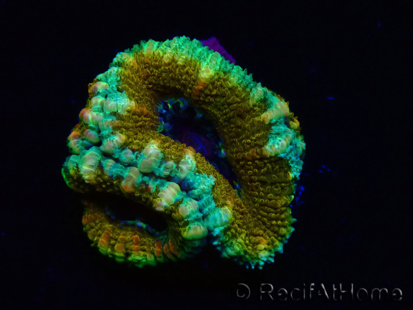 WYSIWYG Micromussa lordhowensis (antes Acanthastrea) 6K