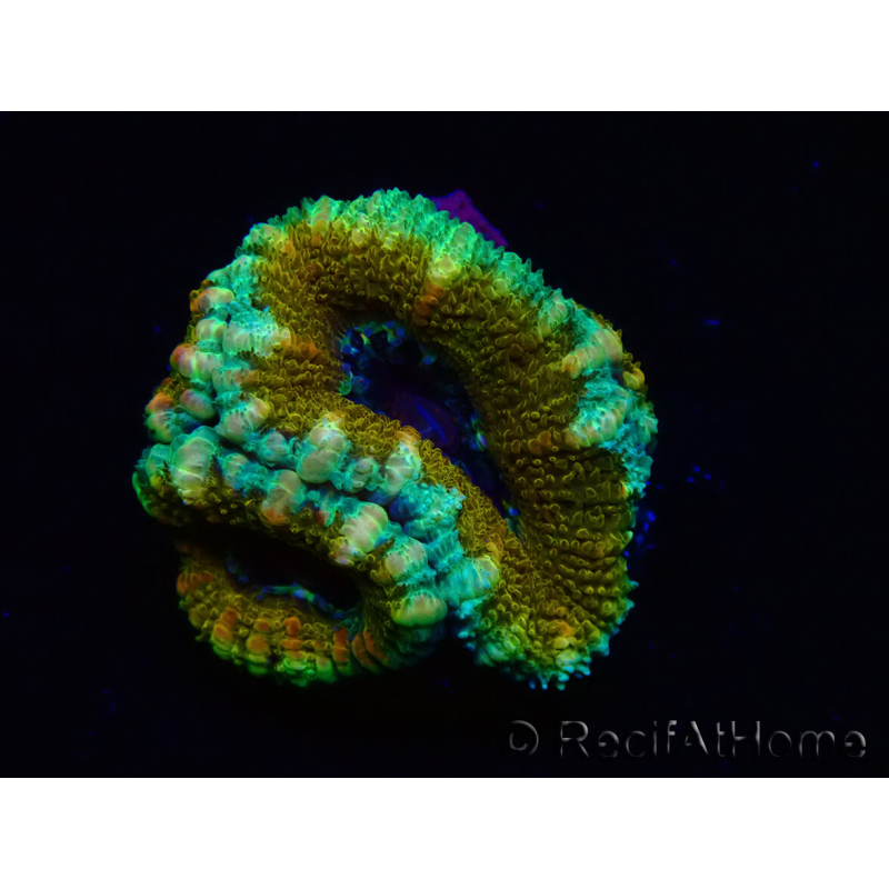 WYSIWYG Micromussa lordhowensis (ehemals Acanthastrea) 6K