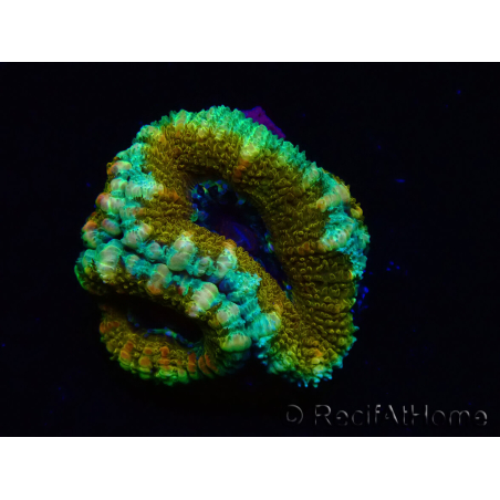 WYSIWYG Micromussa lordhowensis (ehemals Acanthastrea) 6K