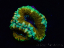 WYSIWYG Micromussa lordhowensis (ex Acanthastrea) 6K