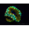 WYSIWYG Micromussa lordhowensis (ex Acanthastrea) 6D10