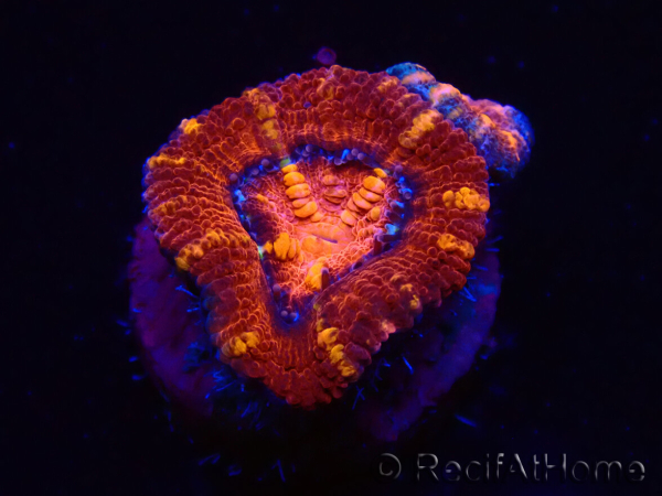 WYSIWYG Micromussa lordhowensis (anteriormente Acanthastrea) 6E1