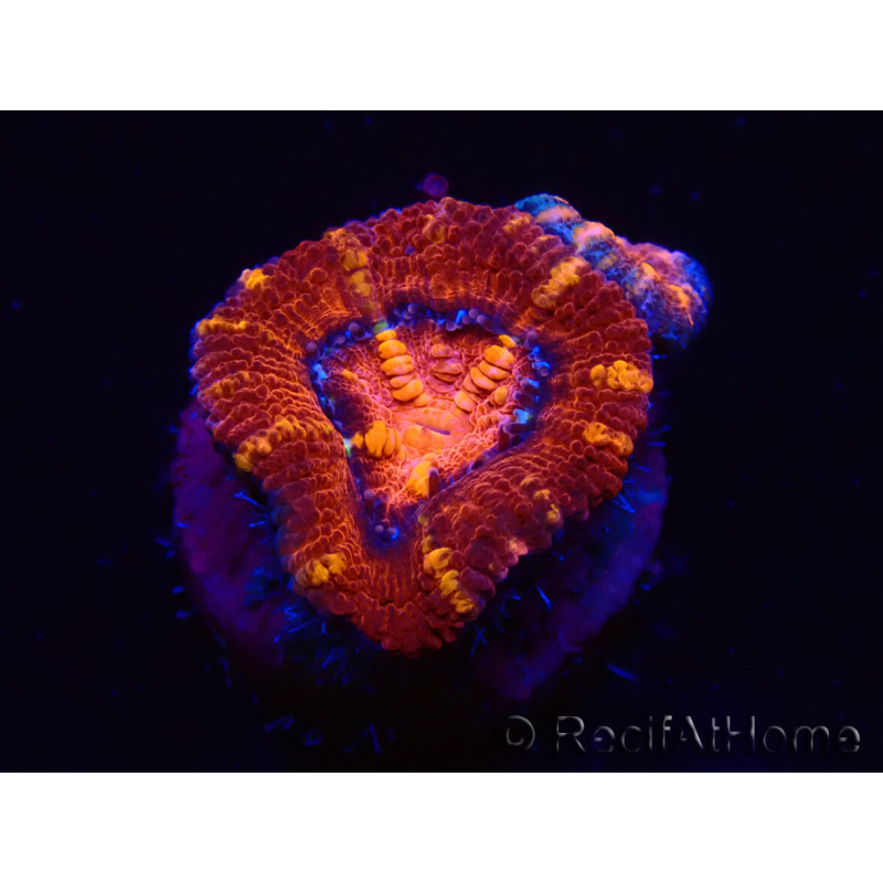 WYSIWYG Micromussa lordhowensis (ehemals Acanthastrea) 6E1