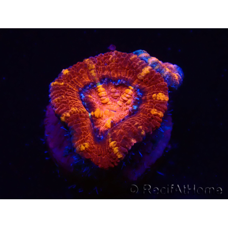 WYSIWYG Micromussa lordhowensis (ehemals Acanthastrea) 6E1