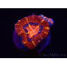 WYSIWYG Micromussa lordhowensis (ehemals Acanthastrea) 6E1
