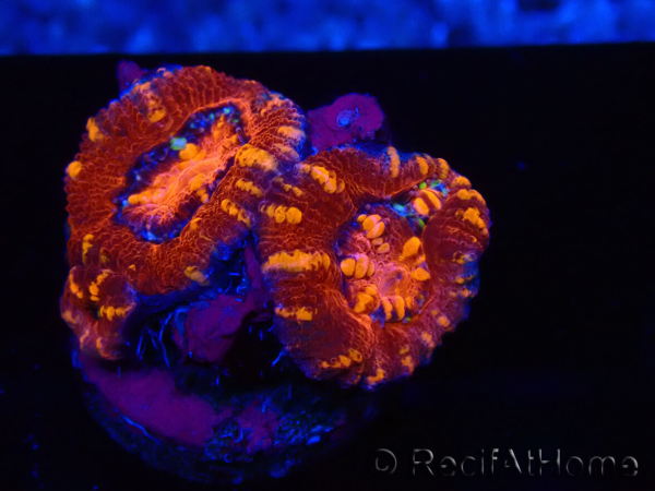 WYSIWYG Micromussa lordhowensis (ex Acanthastrea) 6E2