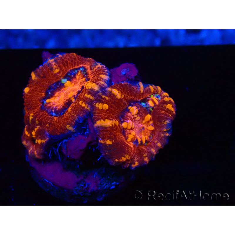 WYSIWYG Micromussa lordhowensis (ex Acanthastrea) 6E2