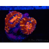 WYSIWYG Micromussa lordhowensis (ex Acanthastrea) 6E2
