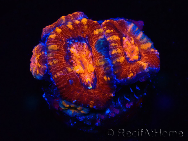WYSIWYG Micromussa lordhowensis (ex Acanthastrea) 6E3