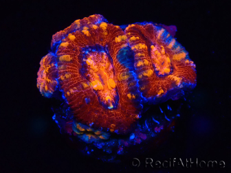 WYSIWYG Micromussa lordhowensis (ex Acanthastrea) 6E3