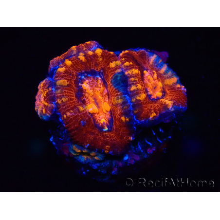 WYSIWYG Micromussa lordhowensis (formerly Acanthastrea) 6E3