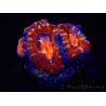 WYSIWYG Micromussa lordhowensis (ex Acanthastrea) 6E3