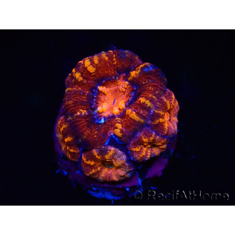 WYSIWYG Micromussa lordhowensis (ex Acanthastrea) 6E4