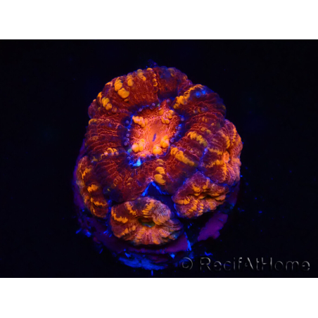 WYSIWYG Micromussa lordhowensis (antes Acanthastrea) 6E4