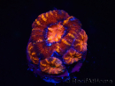 WYSIWYG Micromussa lordhowensis (antes Acanthastrea) 6E4