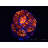 WYSIWYG Micromussa lordhowensis (ehemals Acanthastrea) 6E4