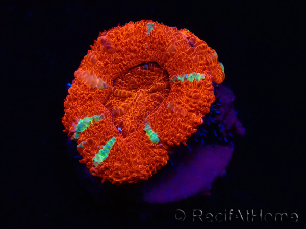 WYSIWYG Micromussa lordhowensis (ex Acanthastrea) 6E5