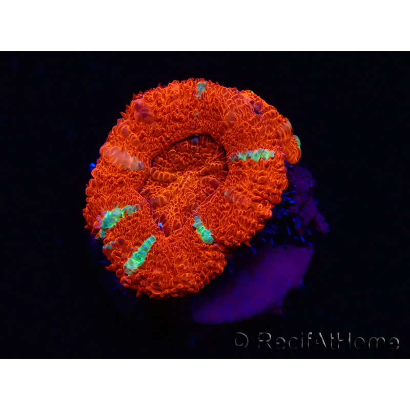 WYSIWYG Micromussa lordhowensis (formerly Acanthastrea) 6E5