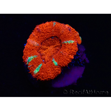 WYSIWYG Micromussa lordhowensis (ex Acanthastrea) 6E5