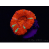 WYSIWYG Micromussa lordhowensis (ehemals Acanthastrea) 6E5