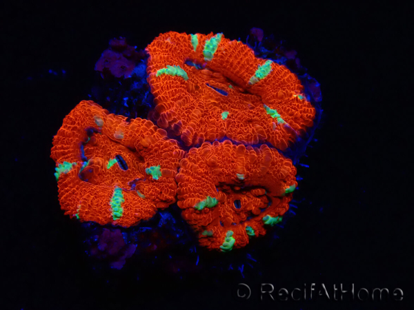 WYSIWYG Micromussa lordhowensis (ex Acanthastrea) 6E6