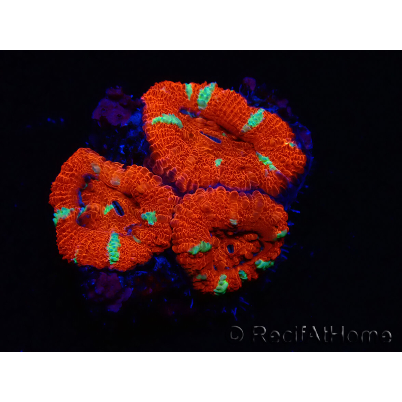 WYSIWYG Micromussa lordhowensis (früher Acanthastrea) 6E6