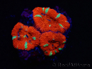 WYSIWYG Micromussa lordhowensis (ex Acanthastrea) 6E6