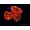 WYSIWYG Micromussa lordhowensis (früher Acanthastrea) 6E6