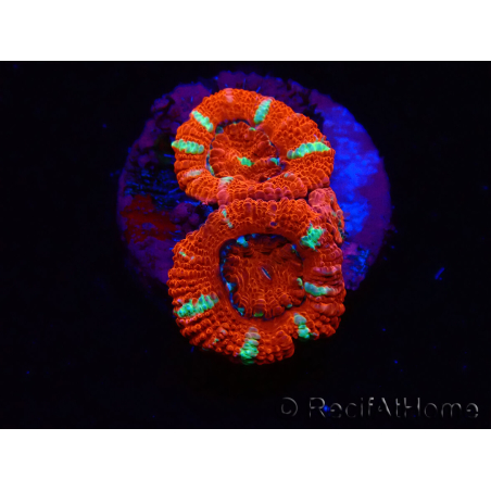 WYSIWYG Micromussa lordhowensis (ex Acanthastrea) 6E7